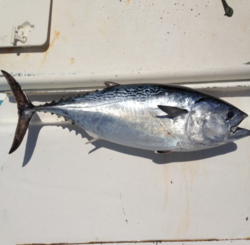 Bestseller #1 Buy Frozen Atlantic Horse Mackerel Fish online